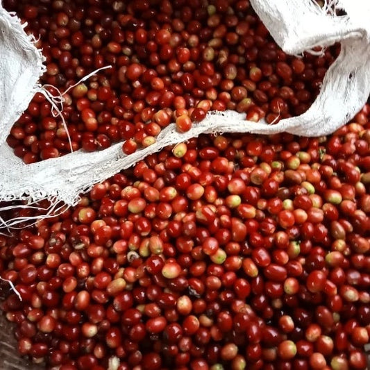 コーヒー生豆 Majalaya Loa RI（Red Honey）4kg真空パック