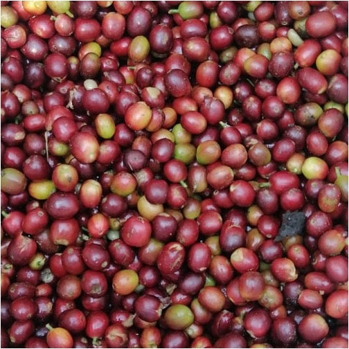 コーヒー生豆 Malabar Malabar RI（Full Washed）4kg真空パック