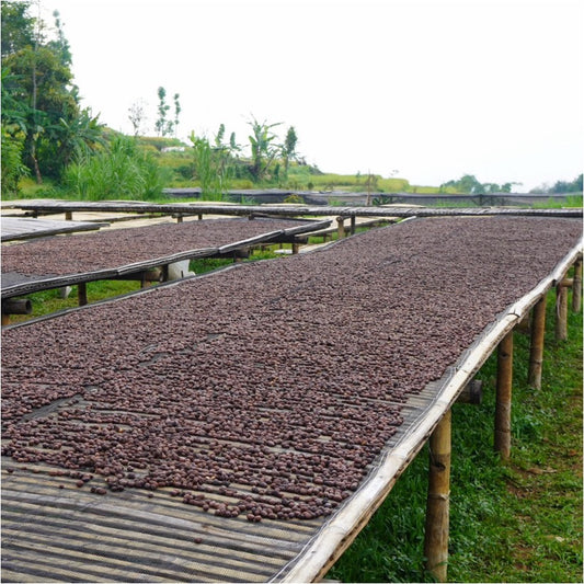 コーヒー生豆 Kamojang Wanoja RI（Anaerobic Honey）4kg真空パック